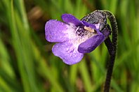 Pinguicula vulgaris